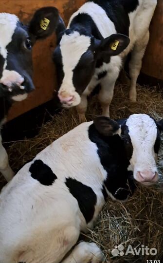 Телята бычки