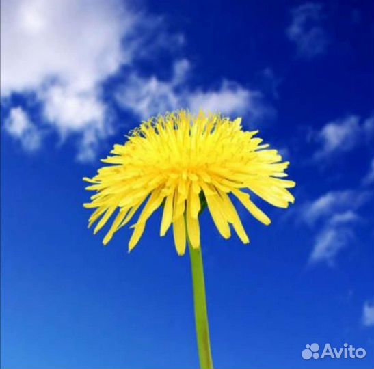 Зеленый корм для сухопутных черепах бесплатно