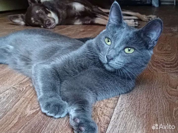 Русская голубая кошка стерилизованная
