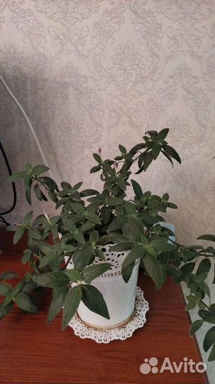 Руэллия комнатная