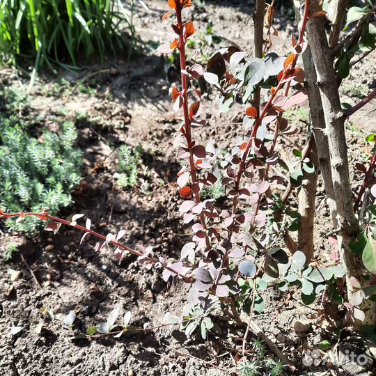 Саженцы барбариса тунберга