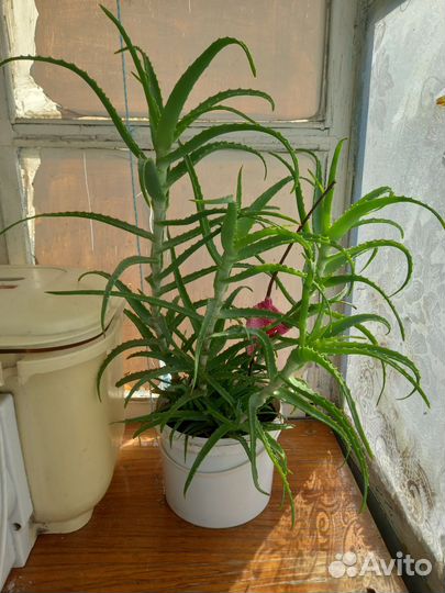 Алоэ лечебный