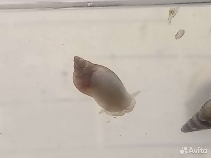 Мох и улитки покемоны