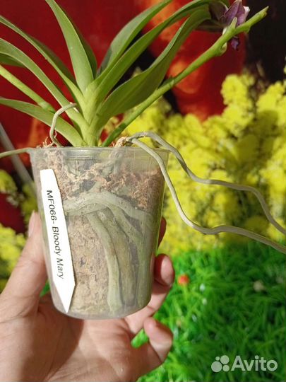 Орхидея фаленопсис бабочка