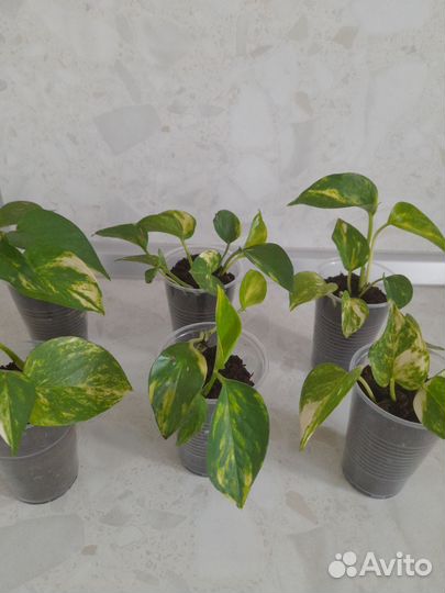 Золотой дракон и другие цветочки