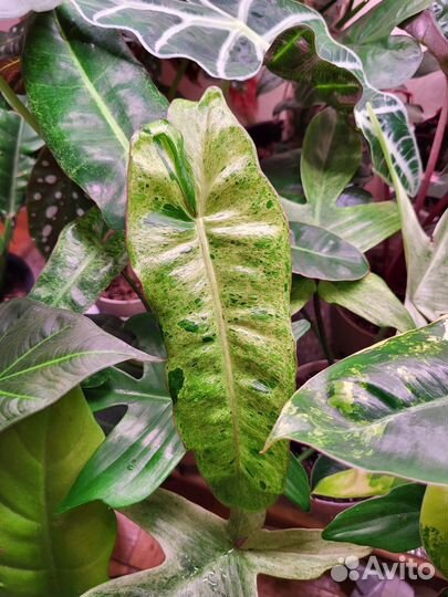 Специализированный грунт для ароидных