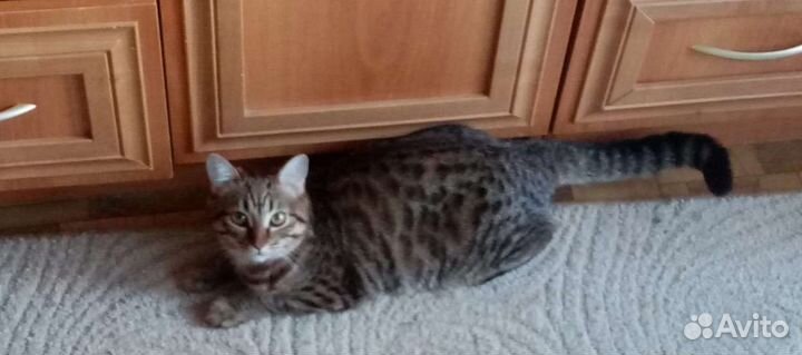 Кошки в добрые руки