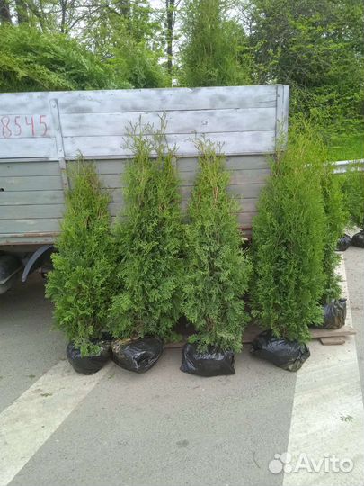 Саженцы туи оптом в розницу