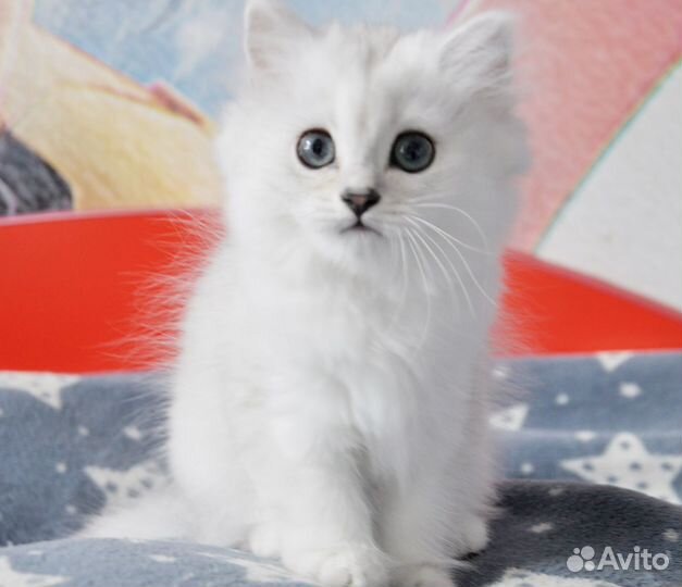 Британский котенок девочка