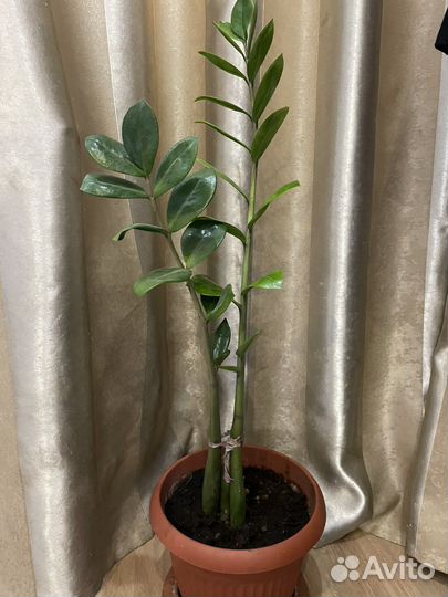 Замиокулькас