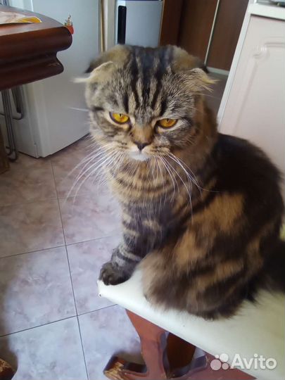 Котенок темная шоколадка