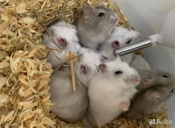 Джунгарский хомяк опт