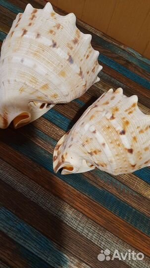 Ракушка морская большая