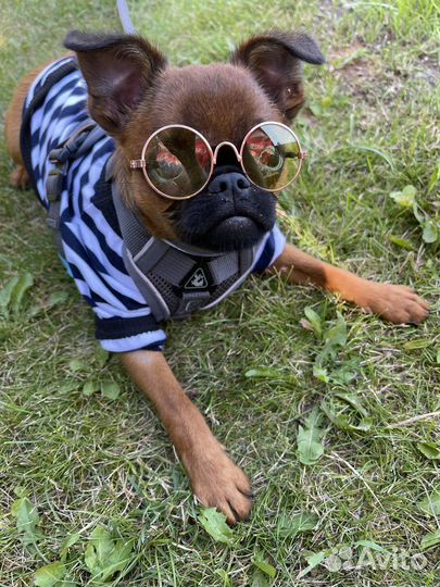 Собака-модель для рекламных съемок