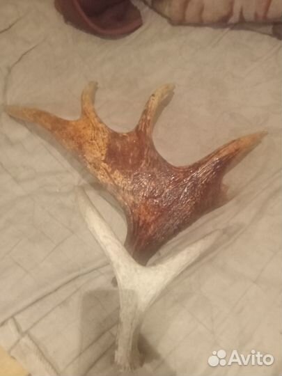 Продам рога лося и оленя