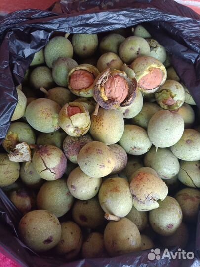 Грецкий орех