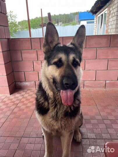 Кабель вео для вязки