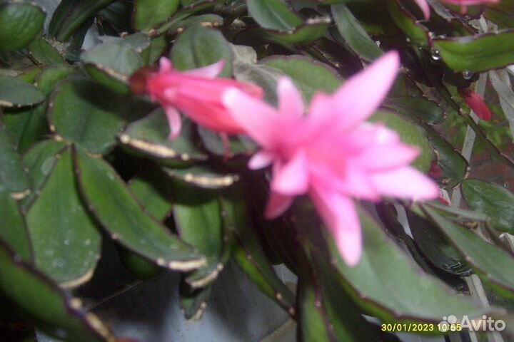 Рипсалидопсис