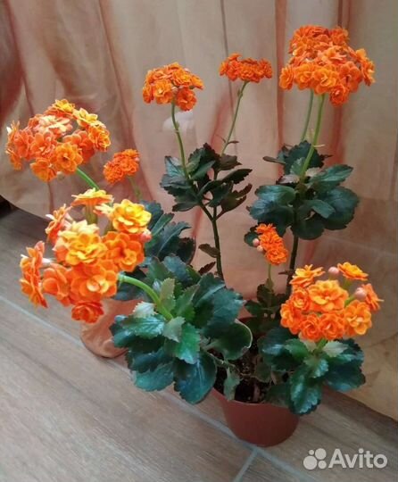 Каланхое каландива