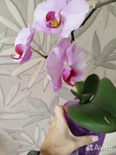 Орхидея цветущая