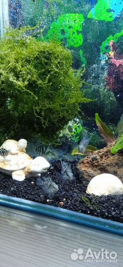 Аквариумные рыбки