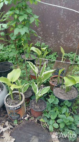 Садовые излишки:хоста,флоксы розовые,лиана