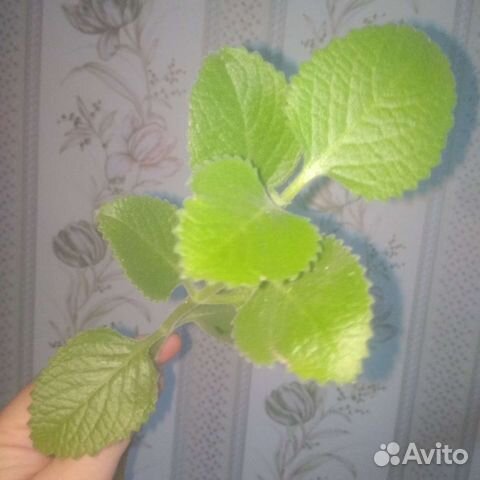 Плектрантус ароматный (комнатная мята)