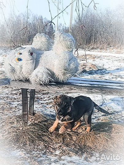 Щеночек Дося