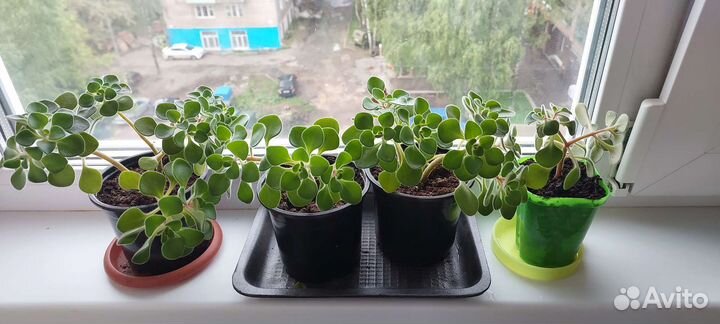 Аихризон дерево любви