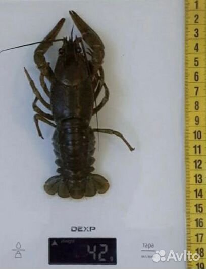 Раки живые самовывоз или доставка яндекс курьером