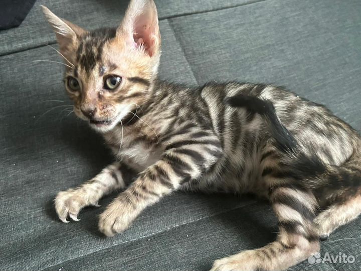 Бенгальская