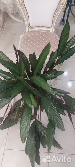 Калатея руфибарба