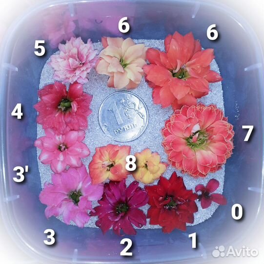 Каланхоэ Каландива