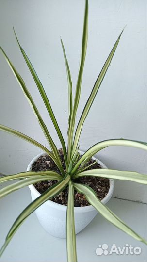 Сансевиерия Парва вариегатная