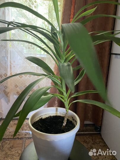 Кордилина(драцена)