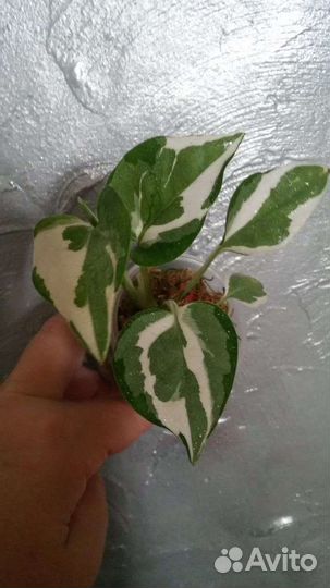 Эпипремнумы/Сциндапсусы