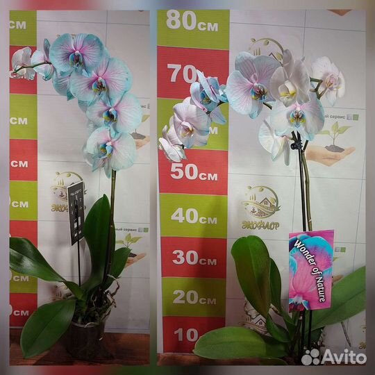 Орхидея фаленопсис