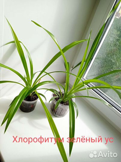 Комнатные растения разные