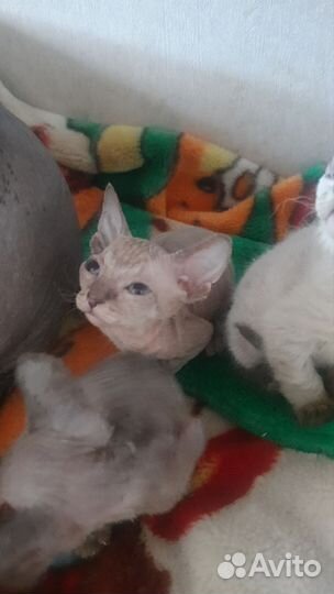 Донской сфинкс котята