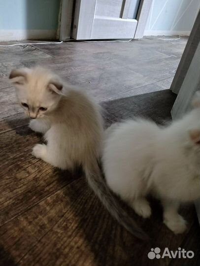 Вислоухие котята в добрые руки