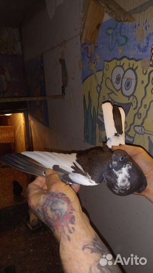 Николаевские голуби 