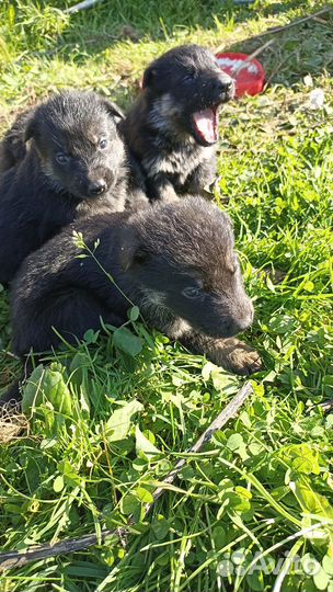 Щенки немецкой овчарки