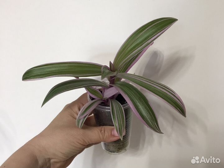 Розовые комнатные растения: традесканция, хойя