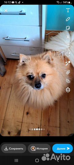 Померанский шпиц вязка кобель