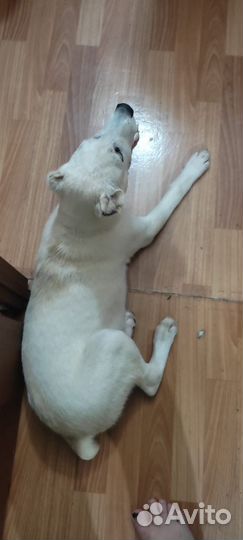 Щенки алабая