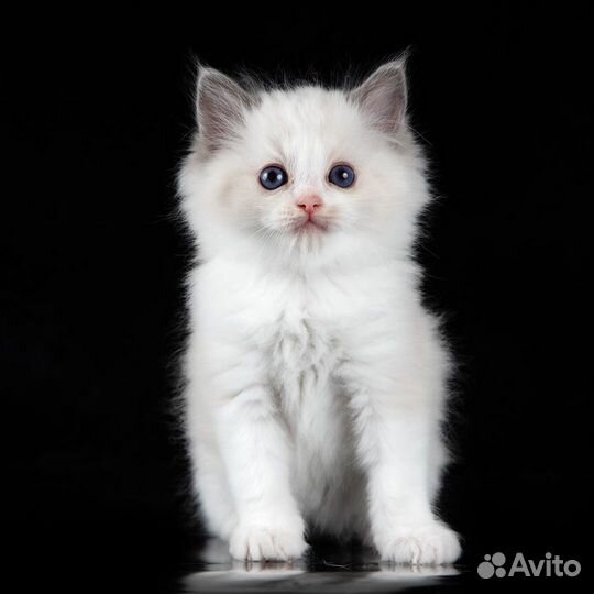 Котята рэгдолл