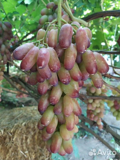 Саженцы винограда черенки