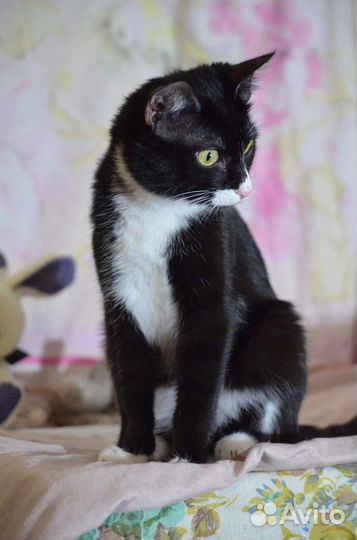 Кира ищет дом