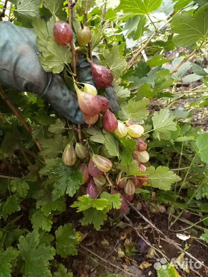 Ягодные кустарники