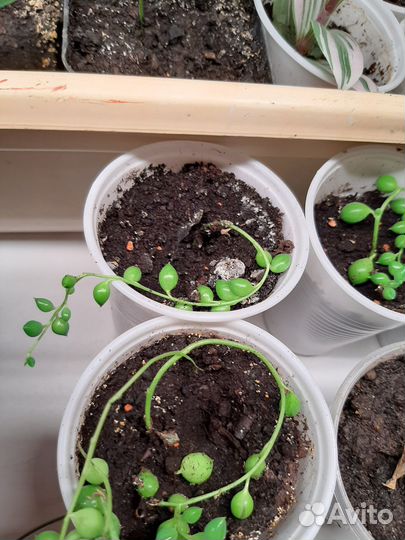 Крестовник роули